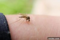 How New Jersey Homeowners Can Stop Summer Pests