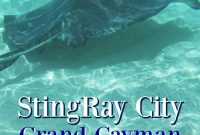 Grand Cayman Stingray City Tour and Excursion