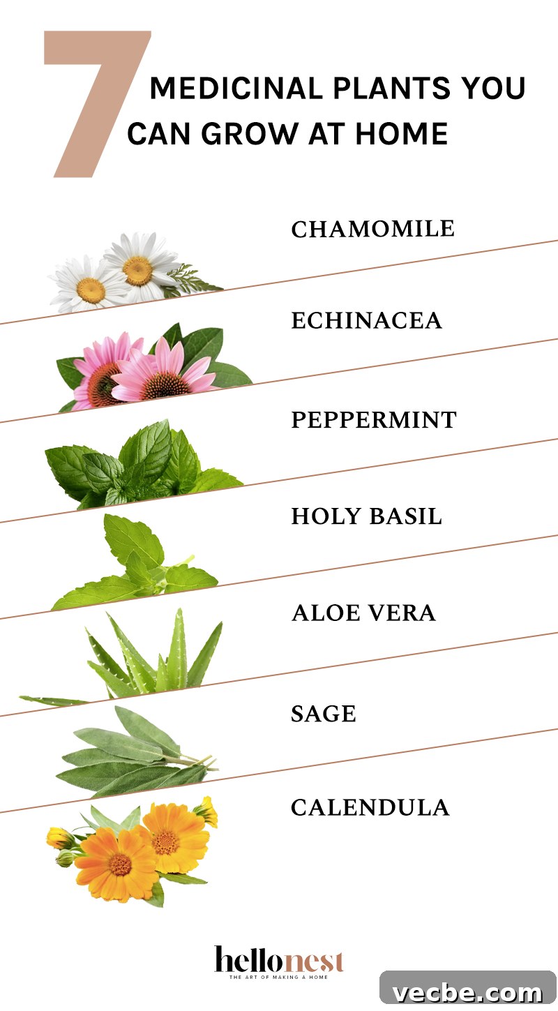 Grow These 7 Medicinal Plants at Home for Natural Remedies 2 7 Medicinal Plants You Can Grow at Home - HelloNest.co