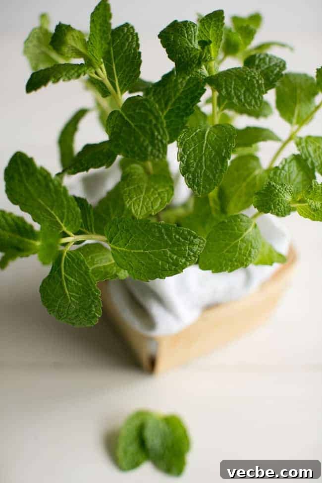 Grow These 7 Medicinal Plants at Home for Natural Remedies 4 Peppermint