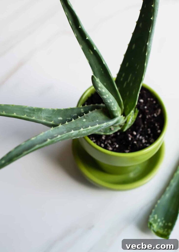 Grow These 7 Medicinal Plants at Home for Natural Remedies 5 Aloe vera plant