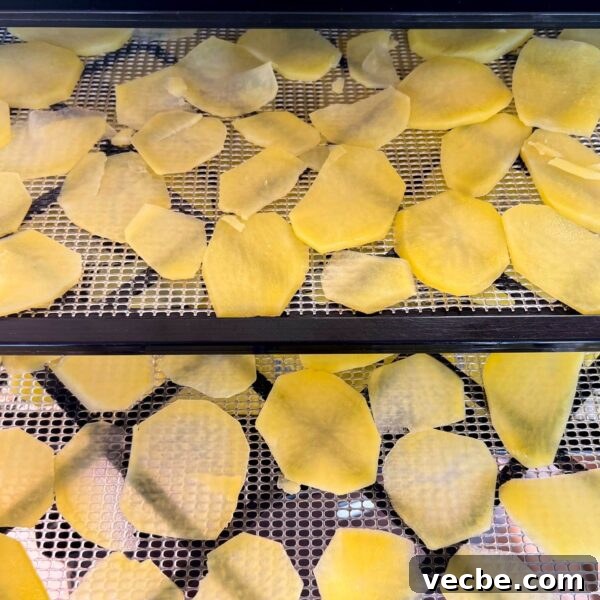 Dehydrate Potatoes: Oven and Dehydrator Methods for Storage 9 blanched potato slices on dehydrator tray