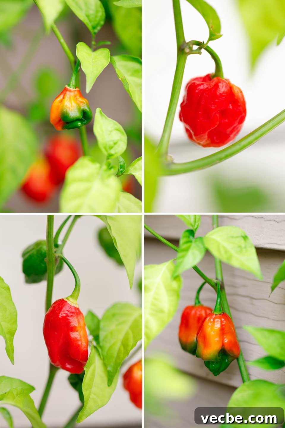 Homemade Sweet and Spicy Pepper Relish Recipe 4 Collage of 4 photos of various hot peppers still growing outside on the plant.