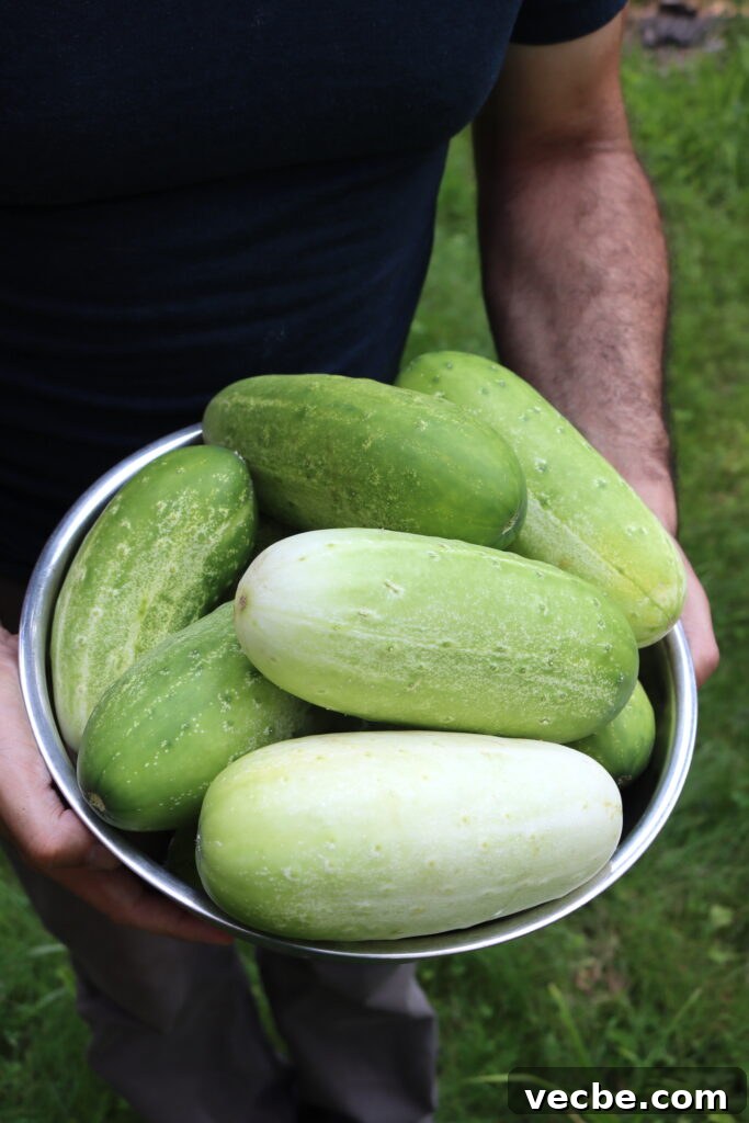Danish Asier Pickles Recipe: Classic Pickled Cucumbers 3 Overripe Cucumbers