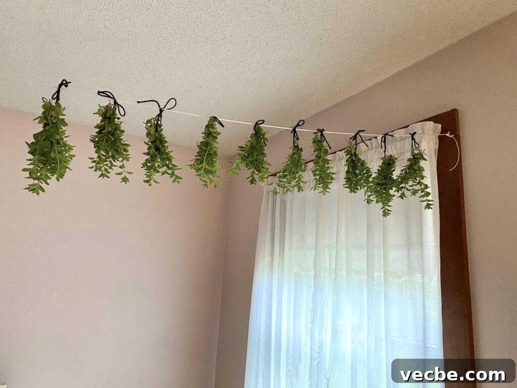 Harvesting and Drying Oregano and Thyme for Peak Flavor 2 img 27141 1
