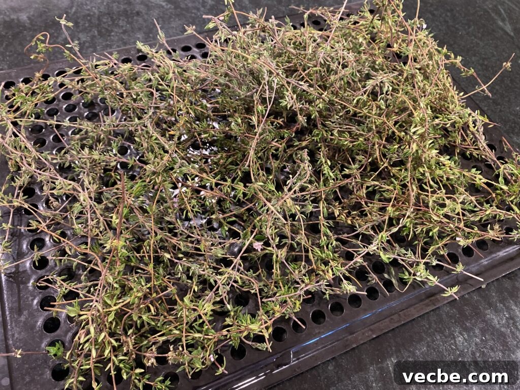 Harvesting and Drying Oregano and Thyme for Peak Flavor 3 img 27141 2