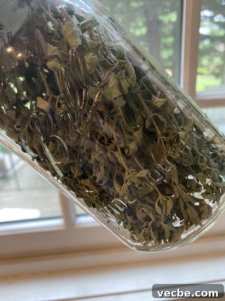 Harvesting and Drying Oregano and Thyme for Peak Flavor 4 img 27141 3