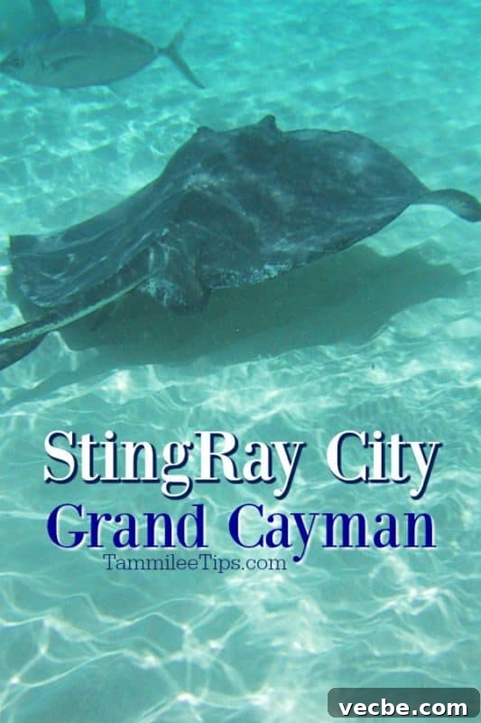 Grand Cayman Stingray City Tour and Excursion 2 Stingray City Grand Cayman with stingrays swimming by