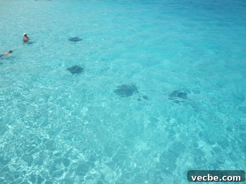 Grand Cayman Stingray City Tour and Excursion 3 Looking down on stingrays in the water with people swimming