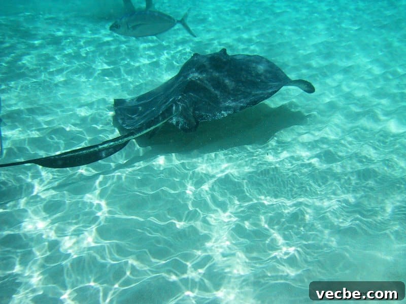 Grand Cayman Stingray City Tour and Excursion 5 Stinrays in the water near a persons feet