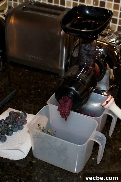 Homemade Concord Grape Juice Recipe 3 Concord grapes being juiced.