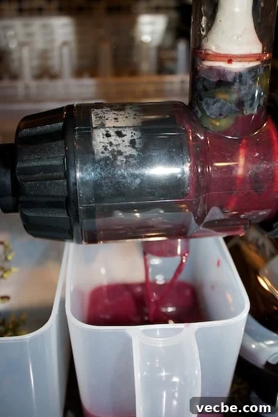 Homemade Concord Grape Juice Recipe 4 Concord grapes being juiced.
