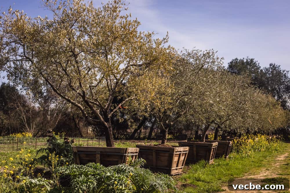 DaVero Biodynamic Winery and Farms — Estate Wines 4 The olive groves on Davero's biodynamic farm and winery.