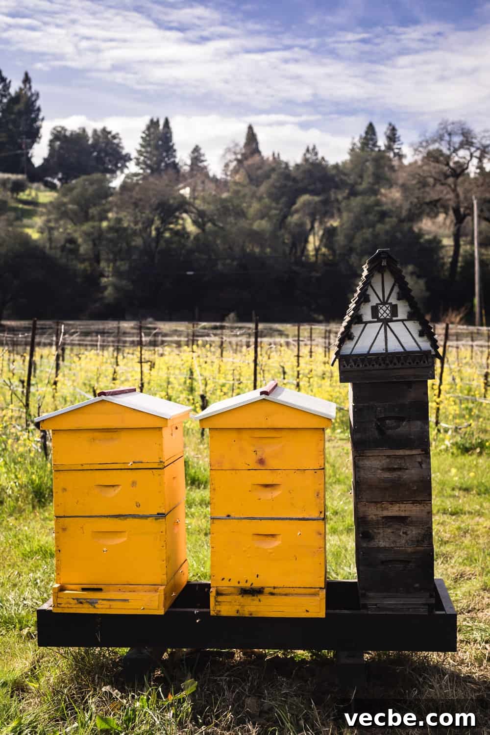 DaVero Biodynamic Winery and Farms — Estate Wines 9 Bees being kept at Davero's biodynamic farm and winery.